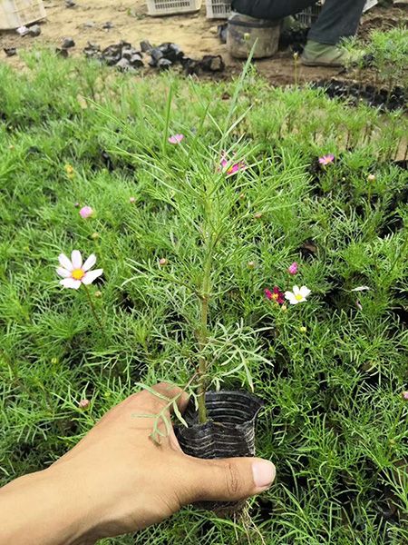 波斯菊（格桑花）