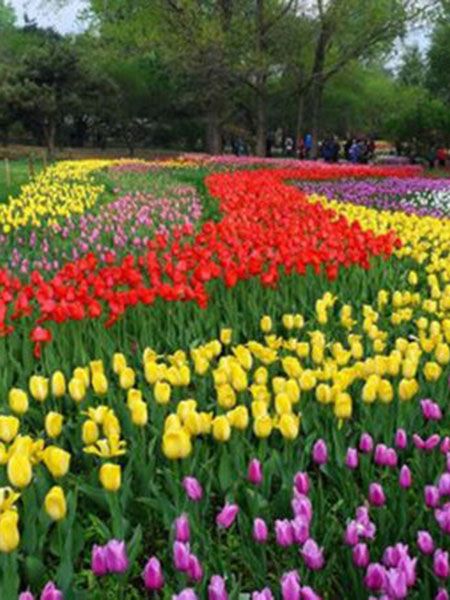 郁金香花海