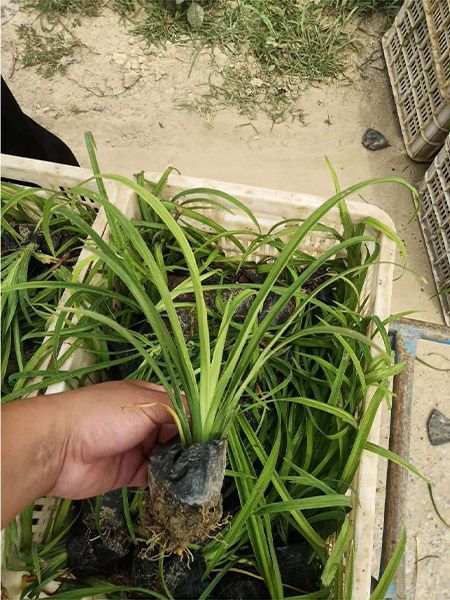 大花萱草
