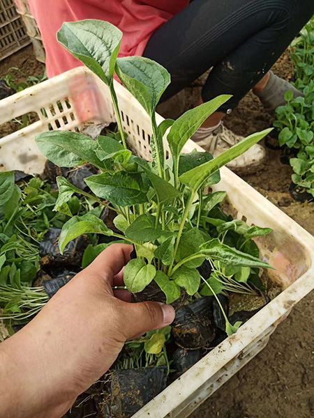 松果菊