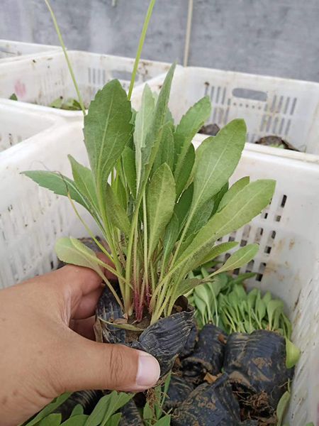 天人菊