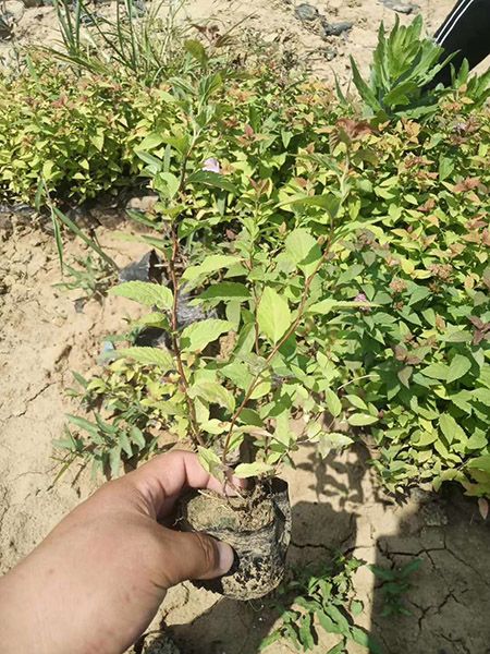 绣线菊