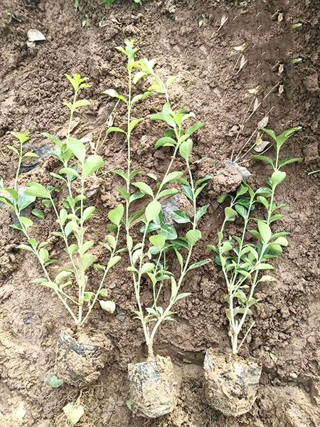 上盆卫茅--苗木.jpg