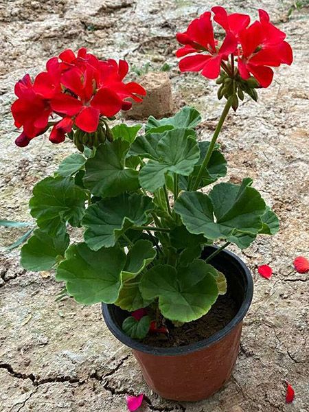 天竺葵1.jpg