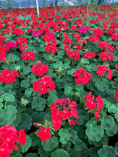 天竺葵2.jpg