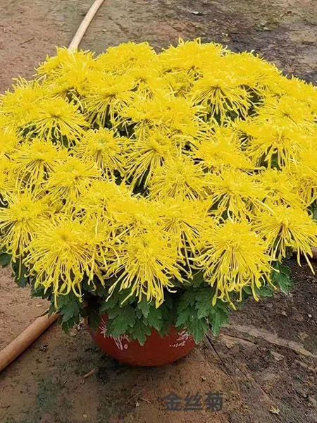 大菊花（金丝菊）