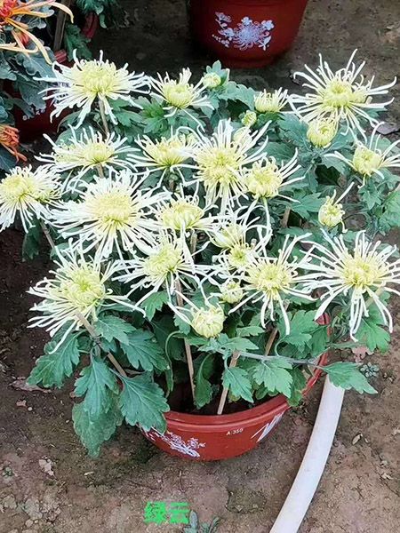 大菊花（绿云）