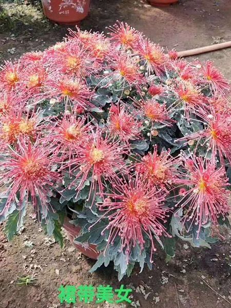 大菊花（裙带美女）