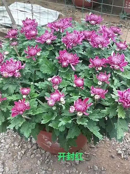 大菊花（开封红）