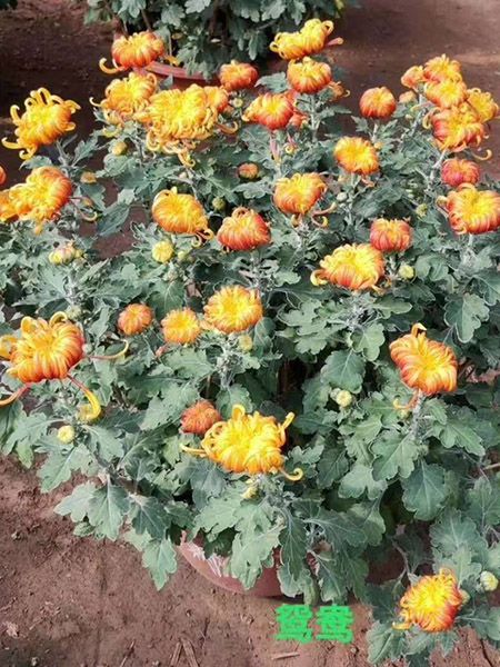 大菊花（鸳鸯）