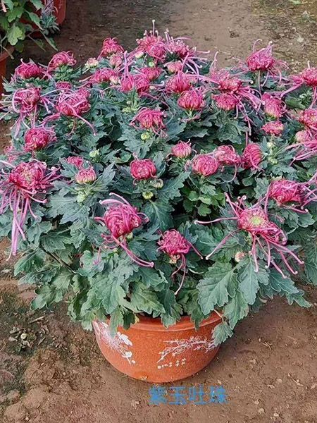 大菊花（紫玉）