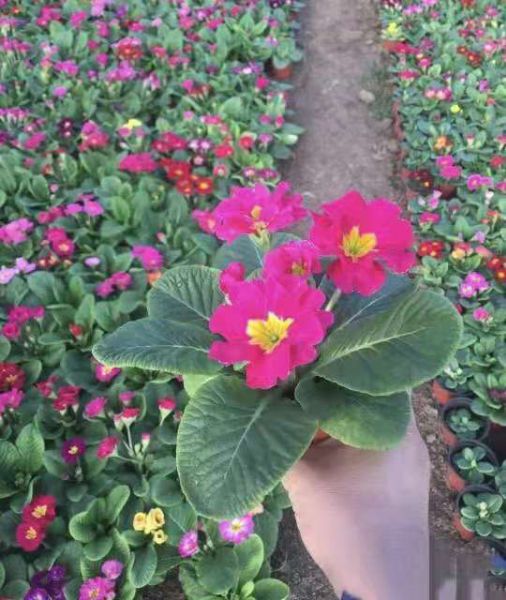 报春花