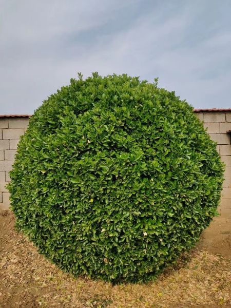 大叶黄杨球