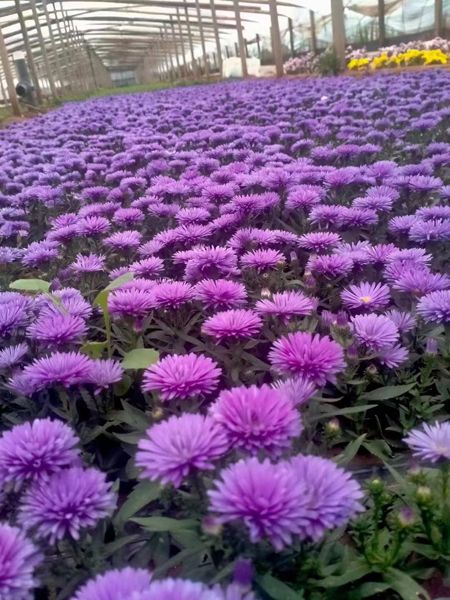 丹麦翠菊