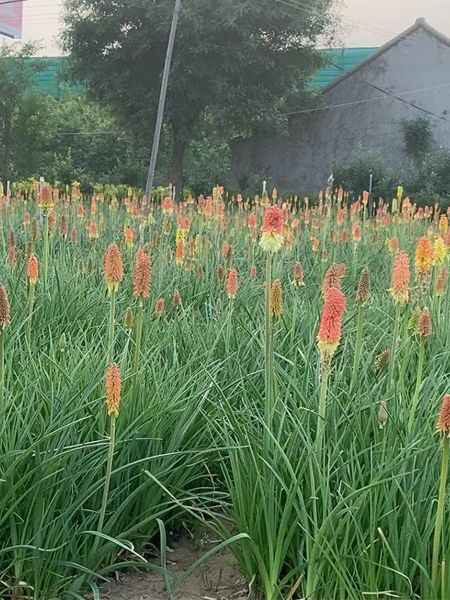 火炬花