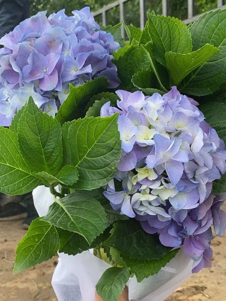 无尽夏绣球花