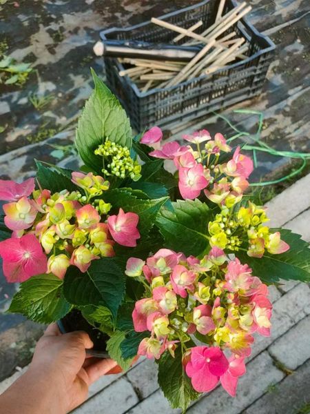 无尽夏绣球花