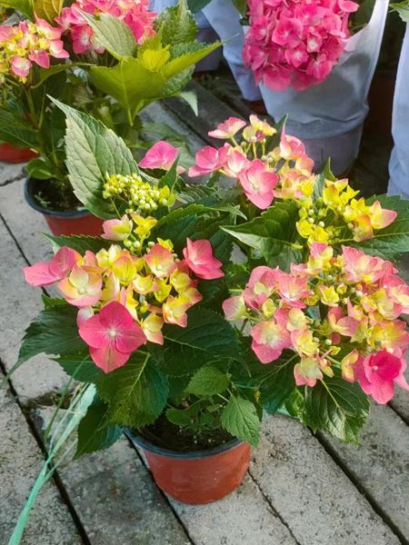 无尽夏绣球花