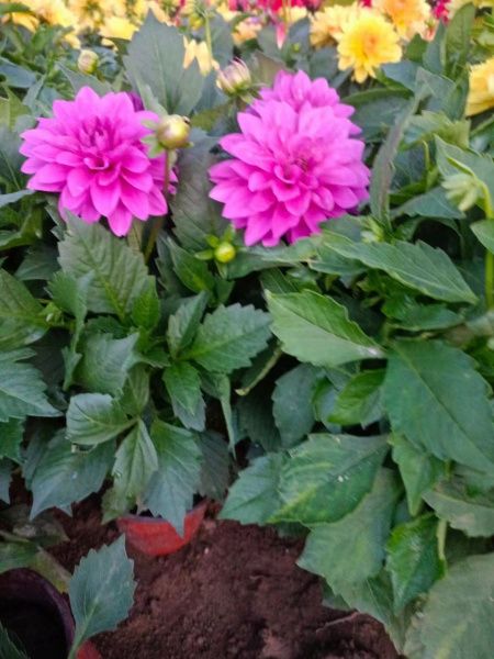 小丽花