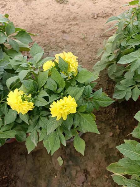 小丽花