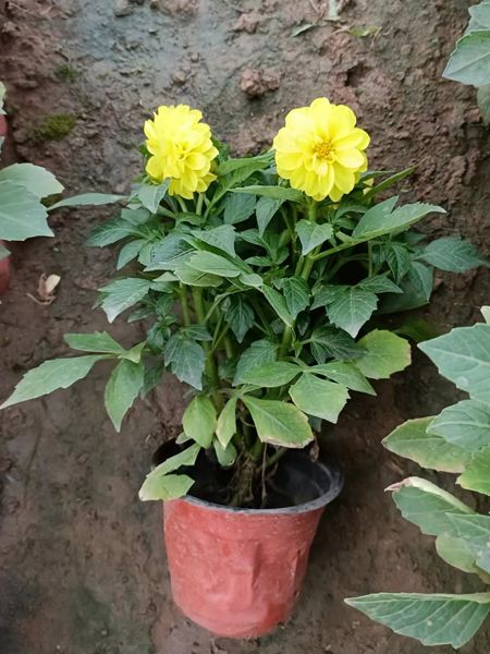 小丽花
