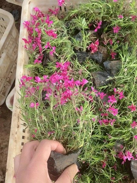 丛生福禄考